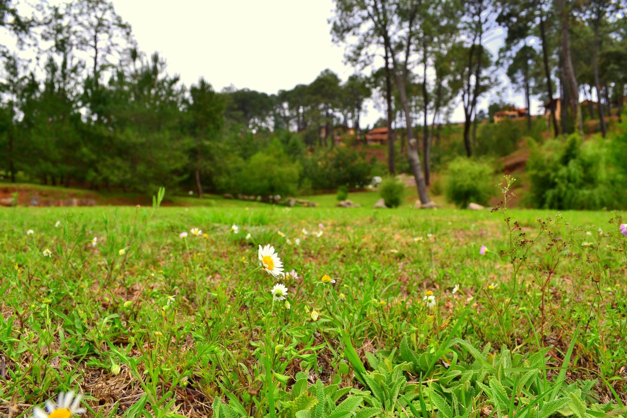 Bosque Escondido Hotel Mazamitla Bagian luar foto